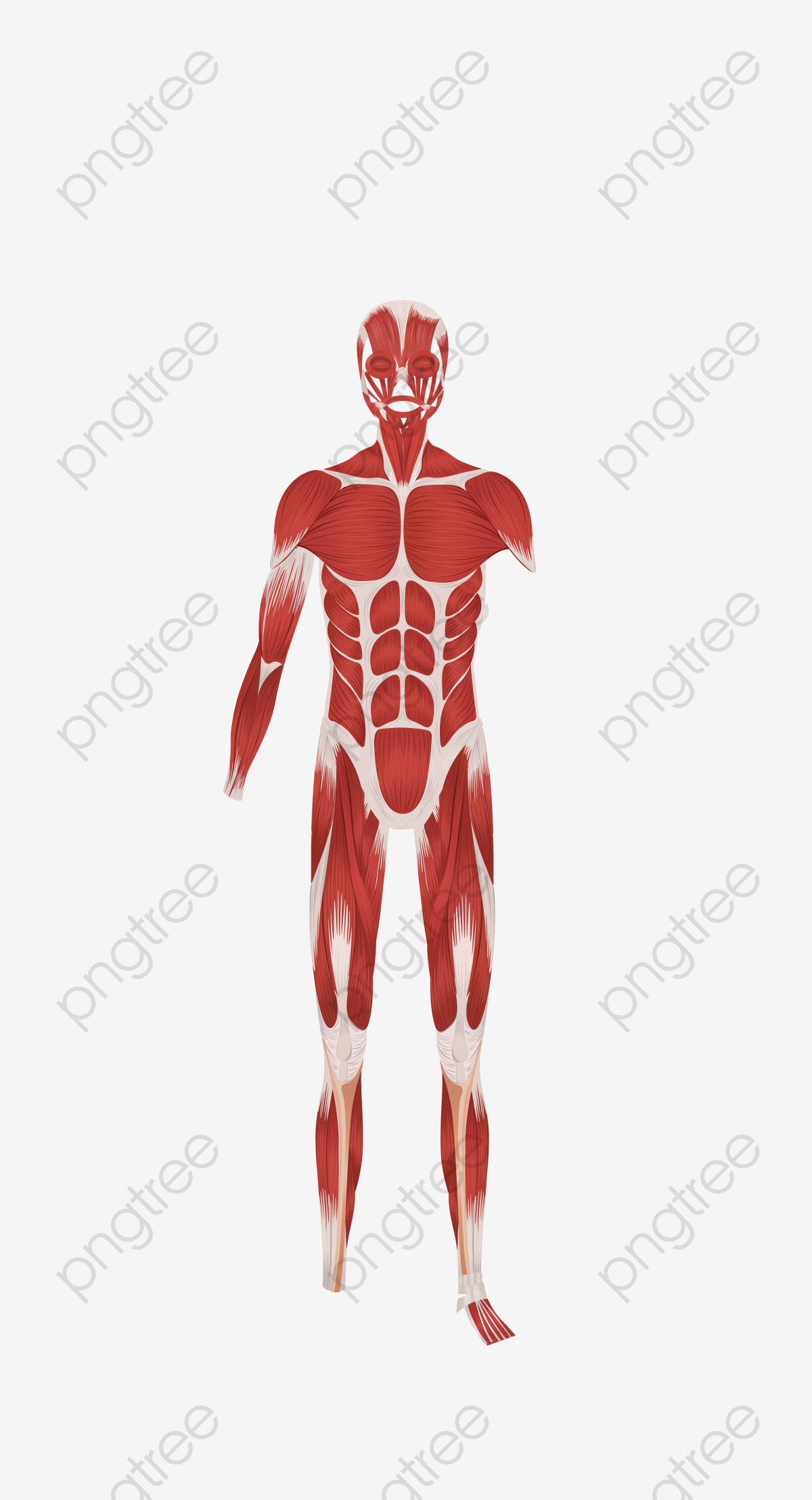 Human Body Diagram Human Body Diagram Plan Today Diagram Database