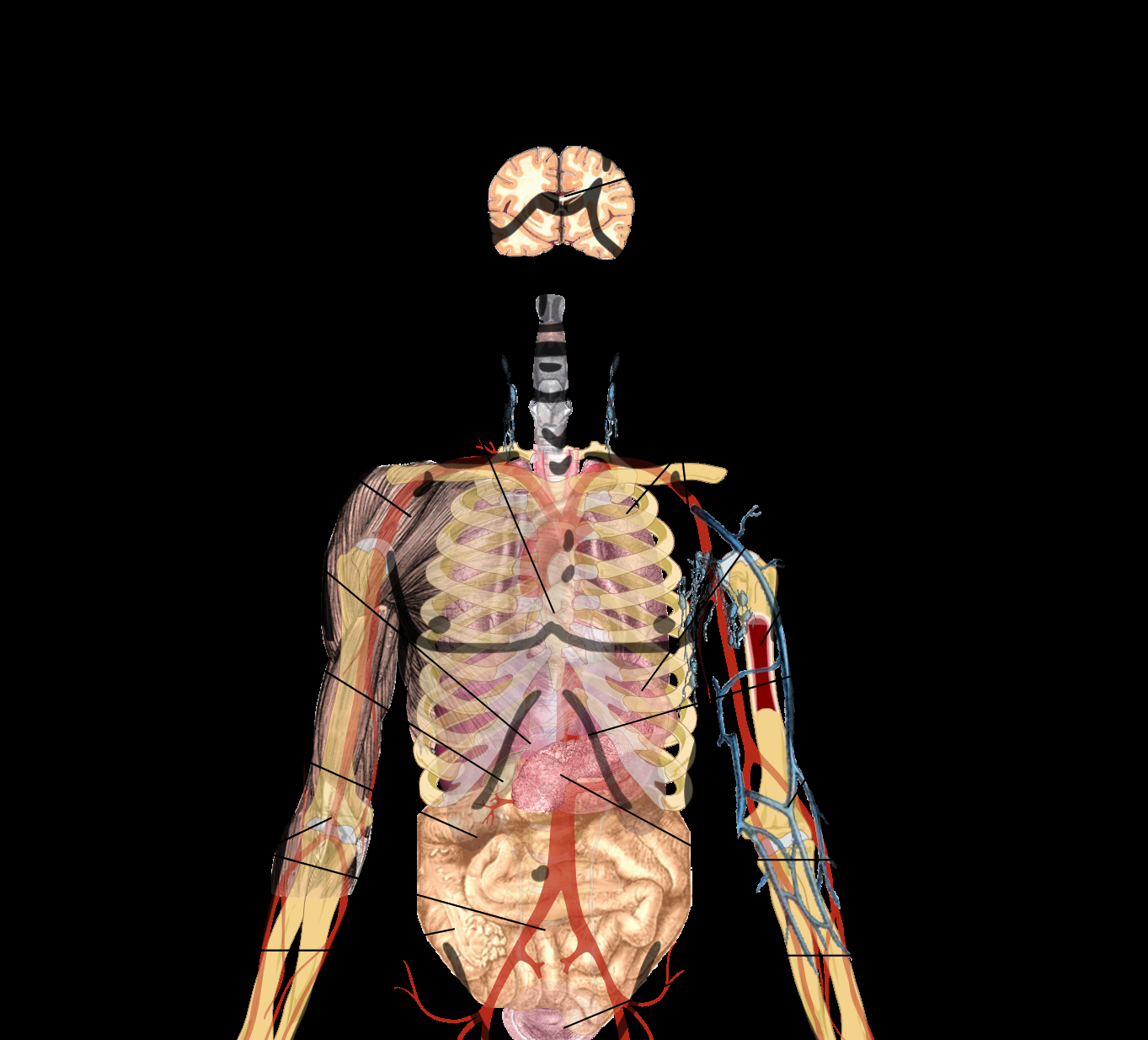 Human Body Diagram Humbody Organs Drawing At Getdrawings Free For Personal Use