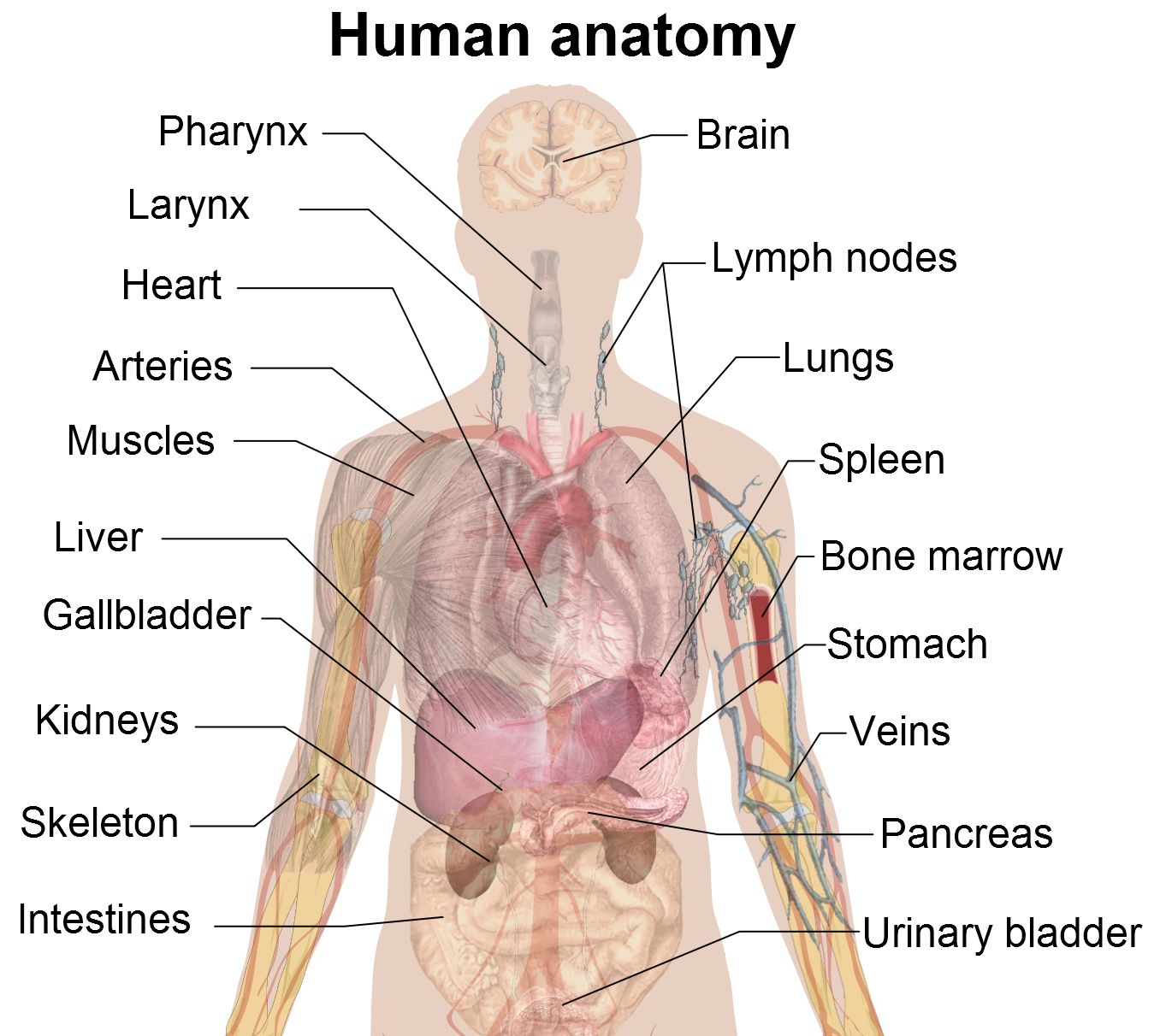 Human Body Diagram Kidney In Body Diagram Kidney Location Human Body Diagram Anatomy
