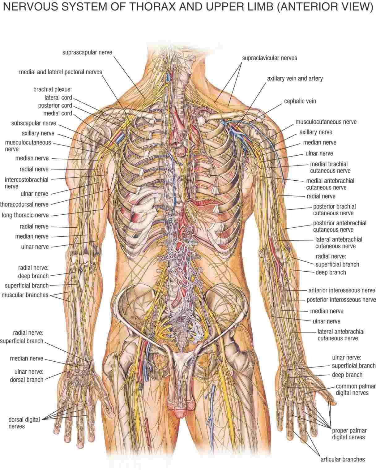 Human Body Diagram Nervous System Of Human Body Diagram Of Anatomy