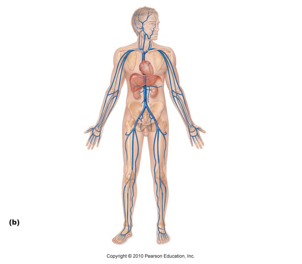 Human Body Diagram Veins Human Body Diagram Quizlet