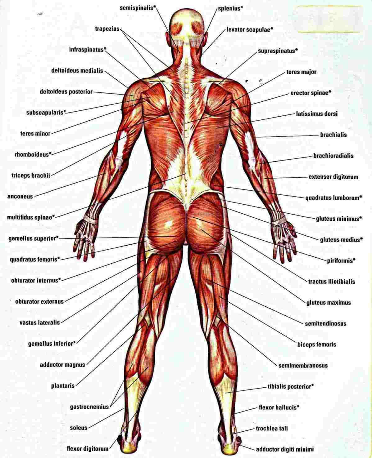 Human Body Diagram Woman Human Body Diagram Diagram Anatomy Body