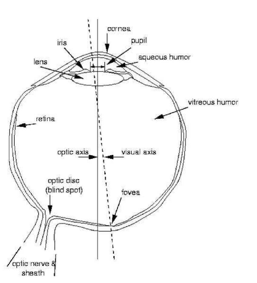 Human Eye Diagram 1 A Diagram Of The Human Eye Adapted From 6 Download