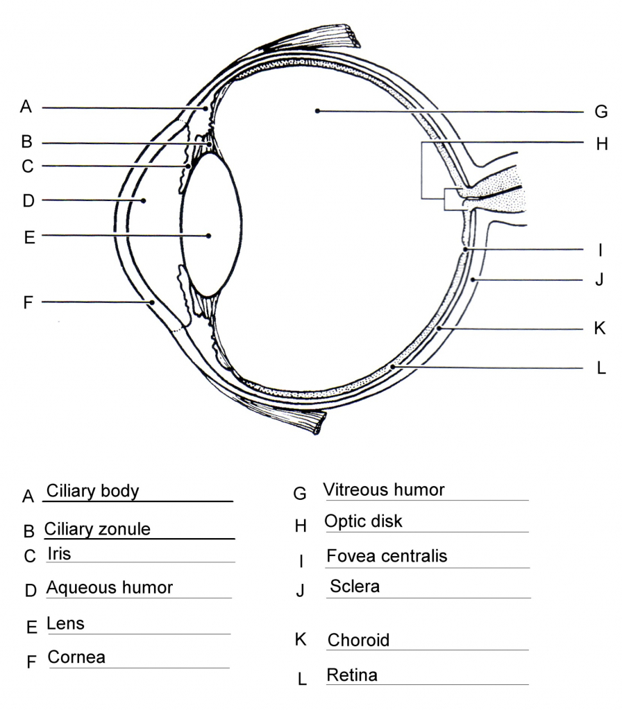 Human Eye Diagram 10 Romantic Draw A Labelled Sketch Of Human Eye Gallery Sketch