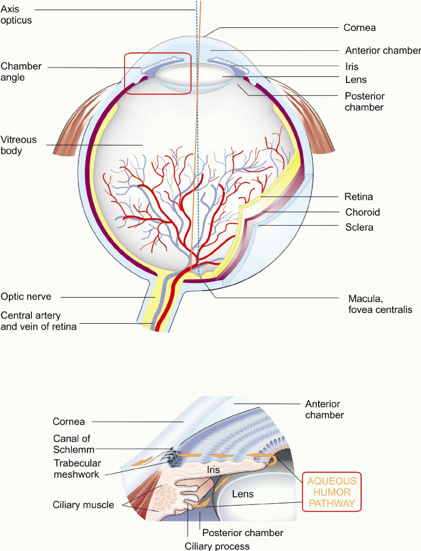 Human Eye Diagram Anatomy Of The Human Eye And Aqueous Humor Pathway Download