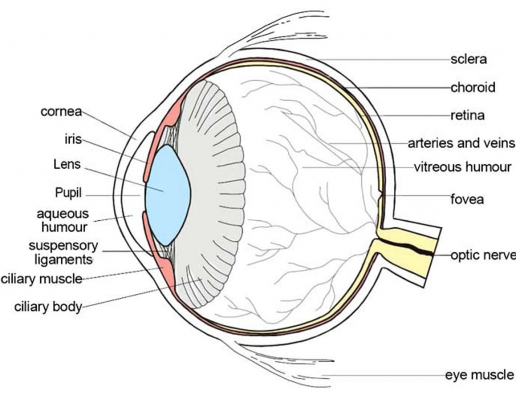 Human Eye Diagram Draw A Labelled Sketch Of Human Eye And Human Eye Diagram Inside