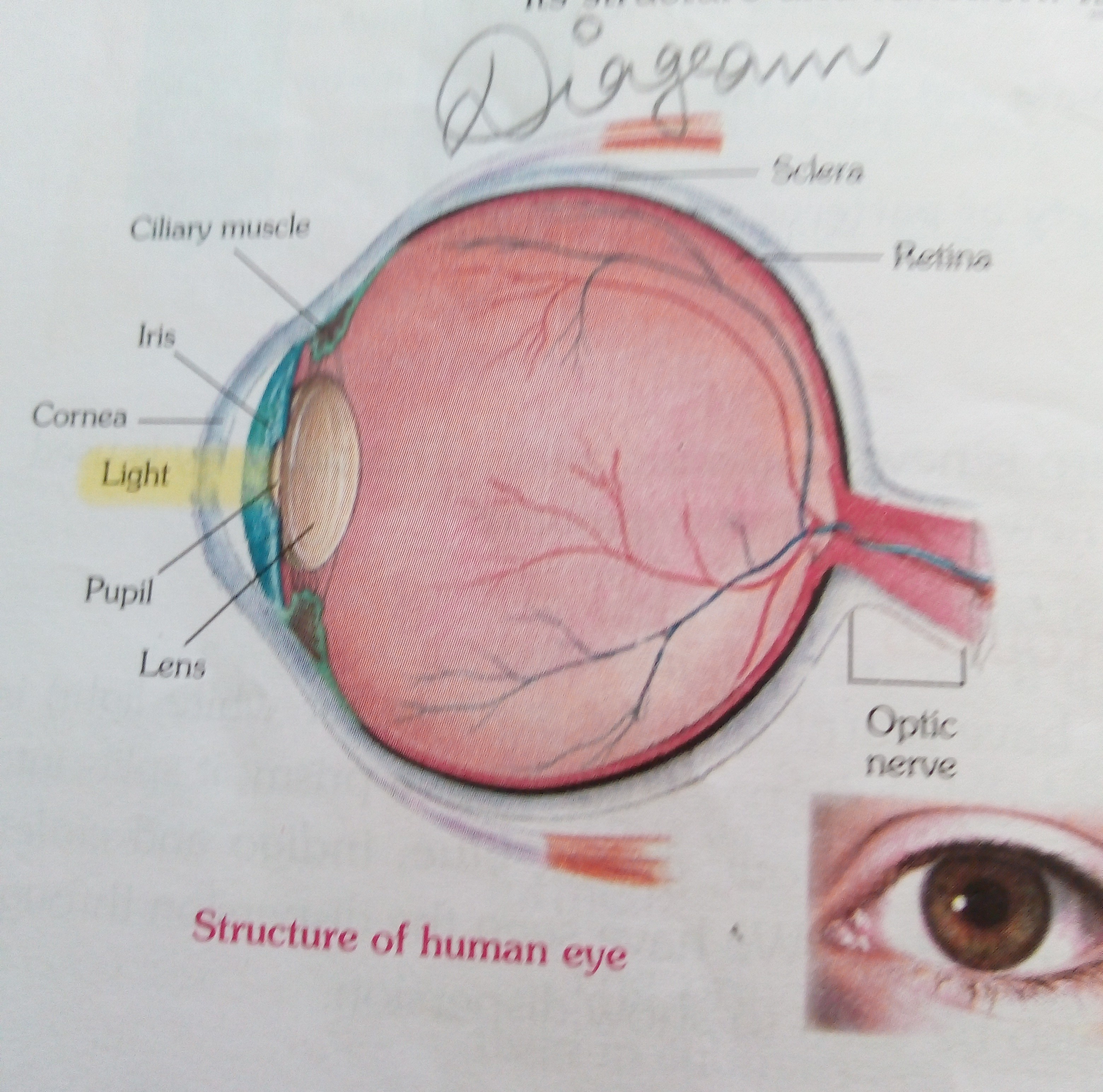 Human Eye Diagram Draw The Diagram Of Human Eye Brainlyin