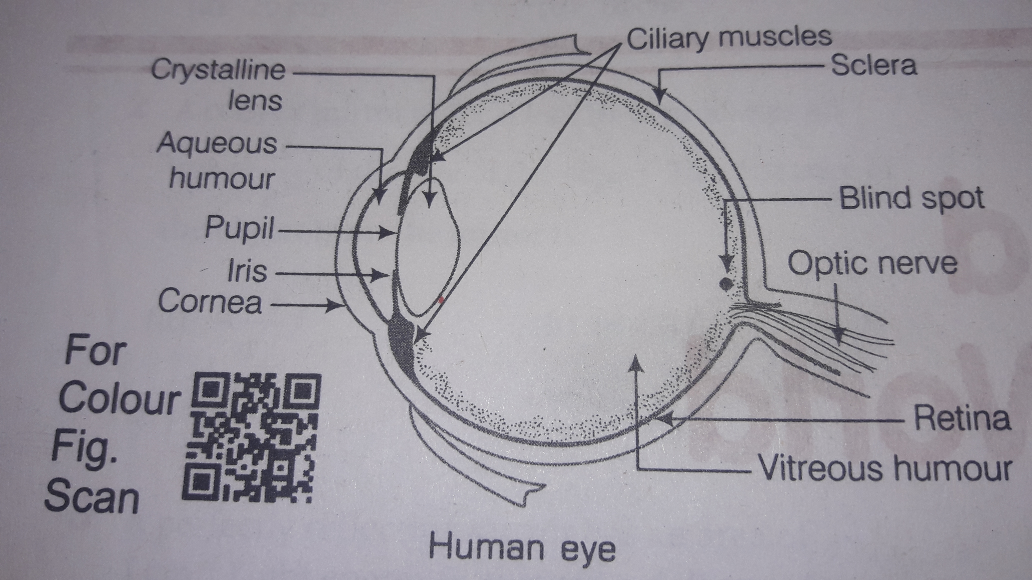 Human Eye Diagram Explain The Construction And Working Of Human Eye Brainlyin