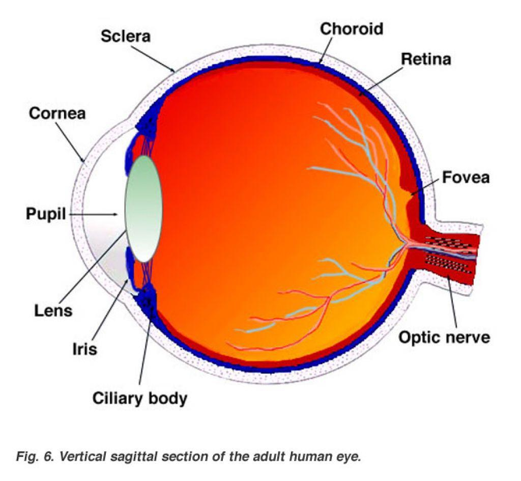 Human Eye Diagram Eye Diagram Label Foeva Wiring Diagram Bookmark