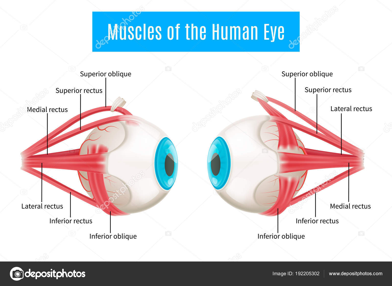 Human Eye Diagram Human Eye Anatomy Diagram Stock Vector Macrovector 192205302