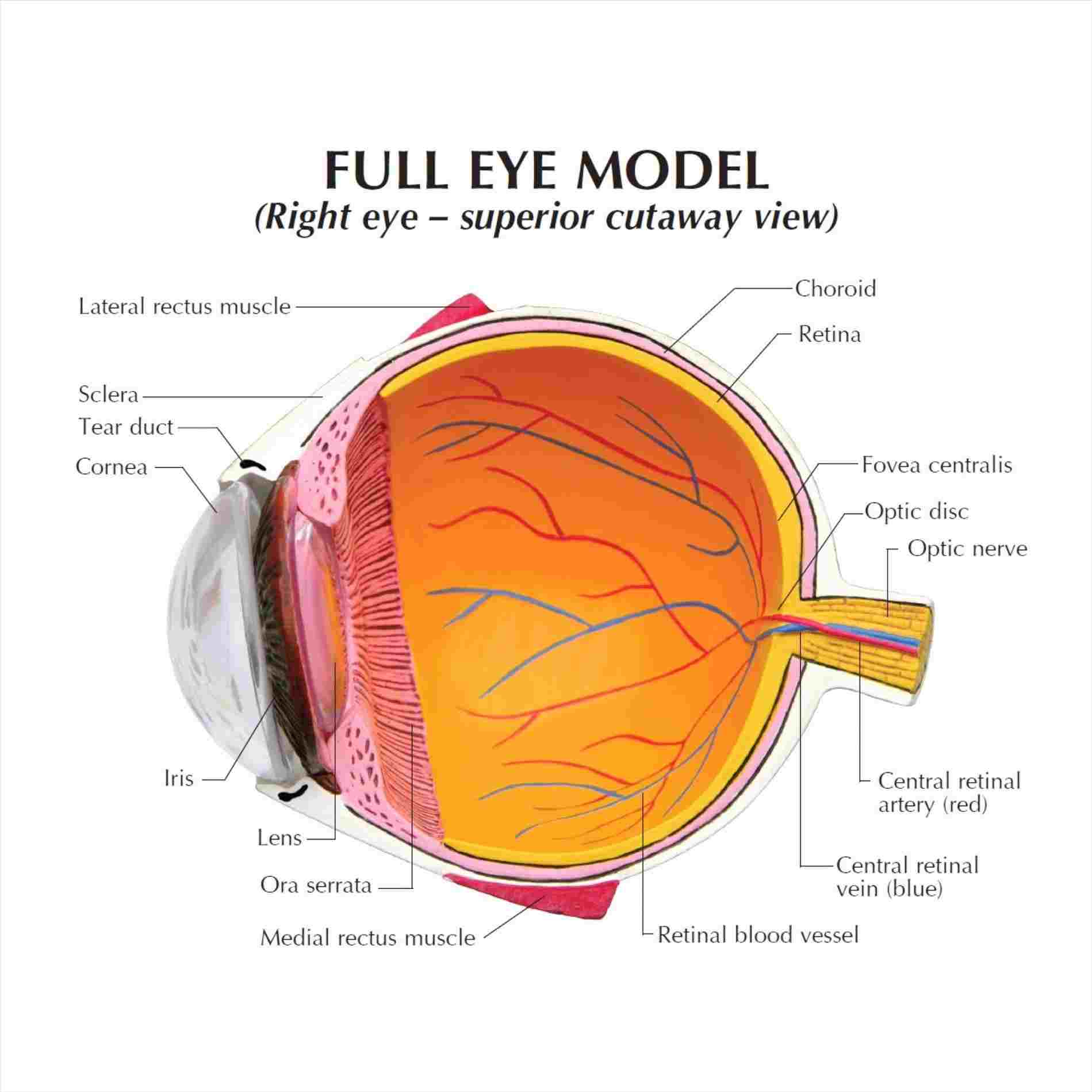 Human Eye Diagram Human Eye Basic Anatomy Diagram