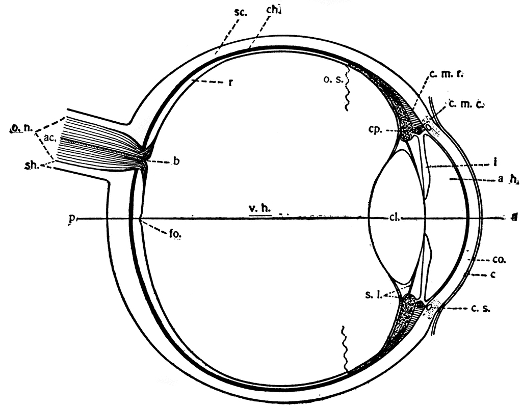 Human Eye Diagram Human Eye Clipart Etc