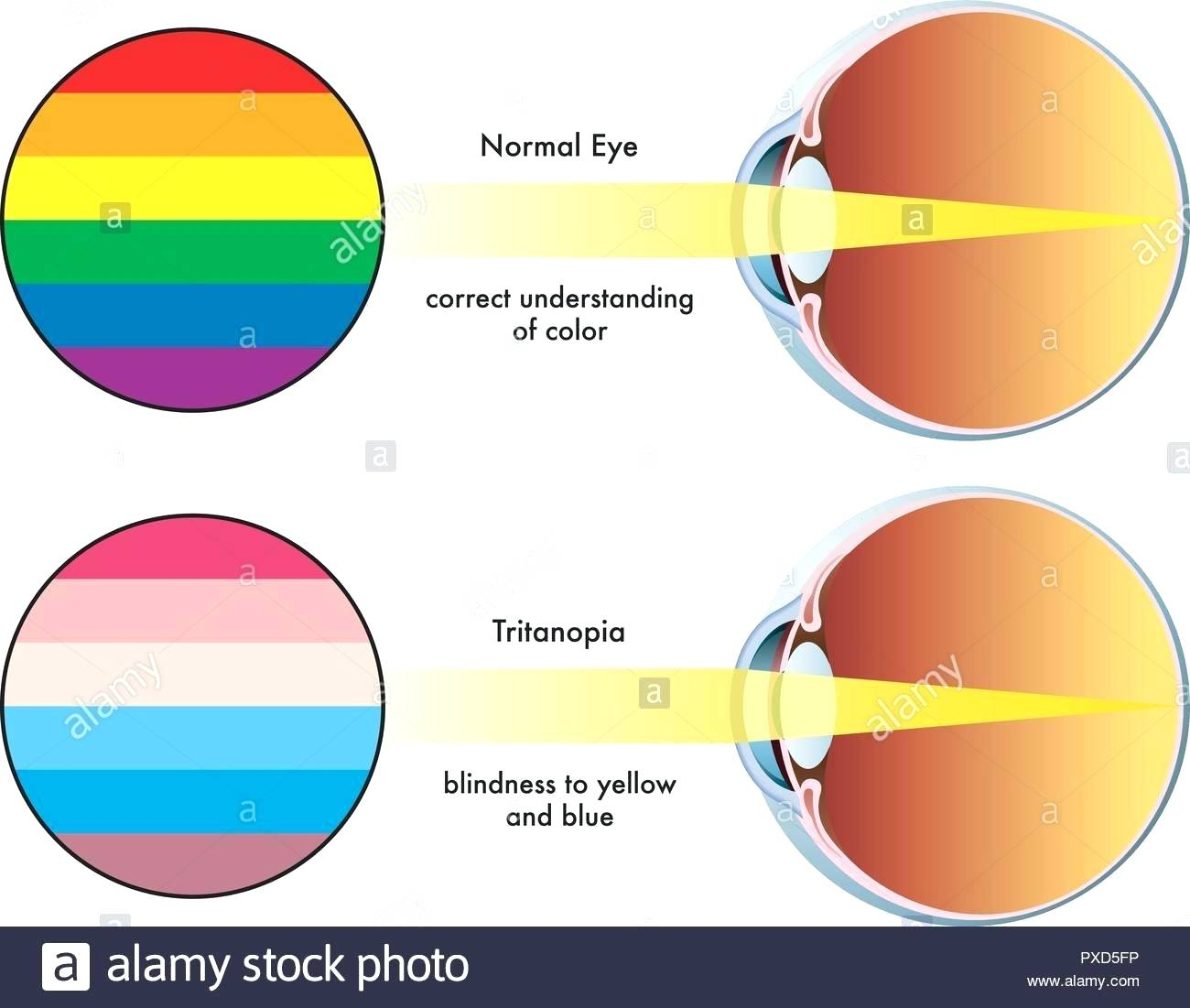 Human Eye Diagram Human Eye Coloring Page Answers Cortexcolorco