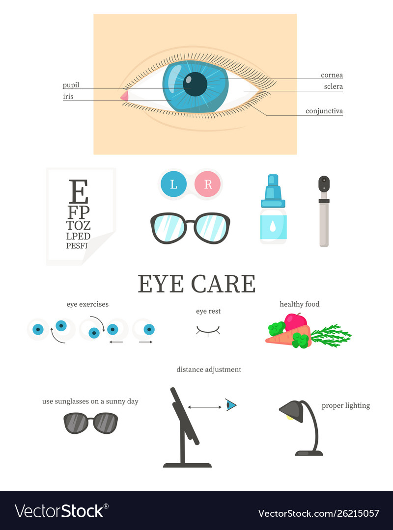 Human Eye Diagram Human Eye Diagram Eye Care Flat Isolated