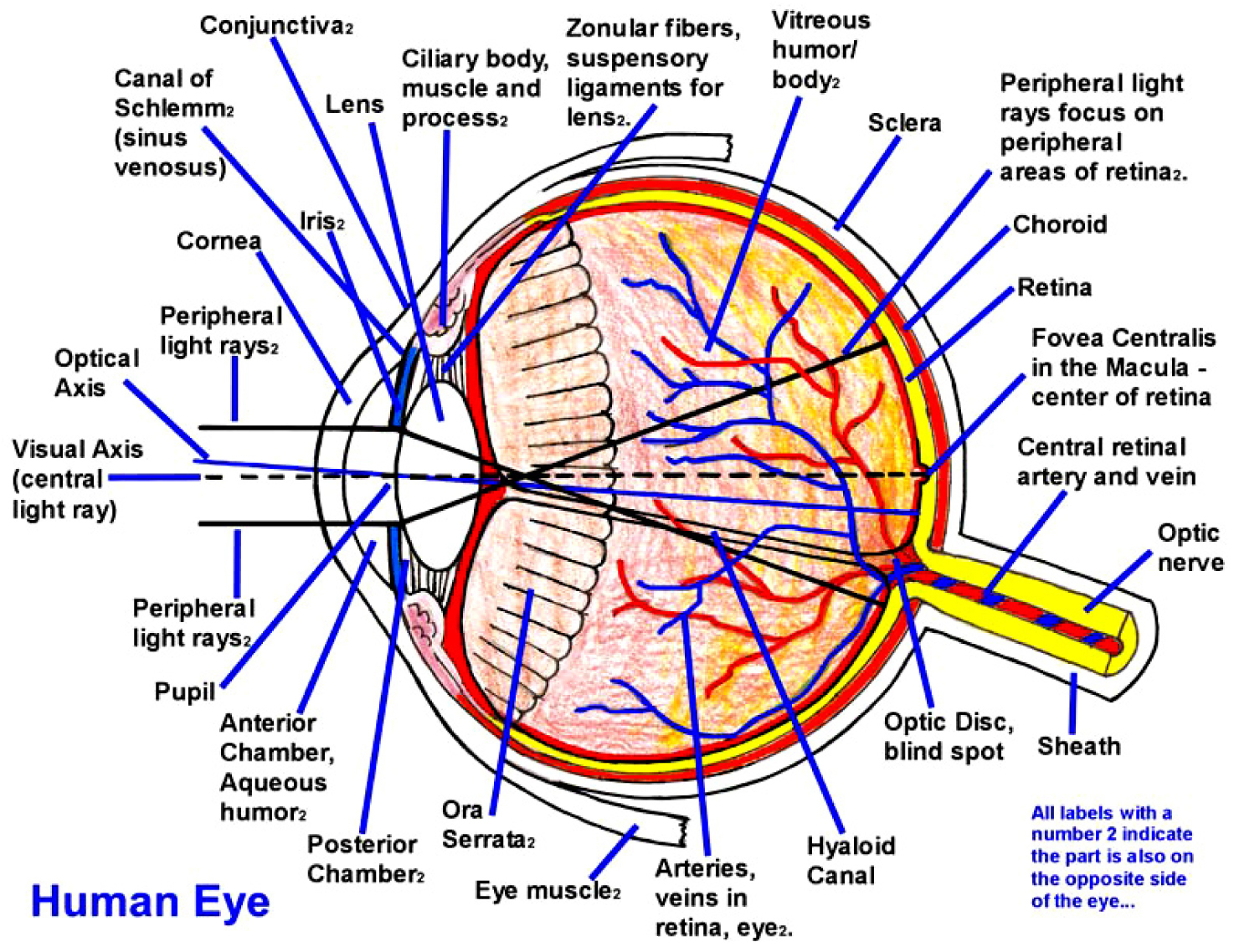 Human Eye Diagram Human Eye Diagram Pdf Wiring Diagram
