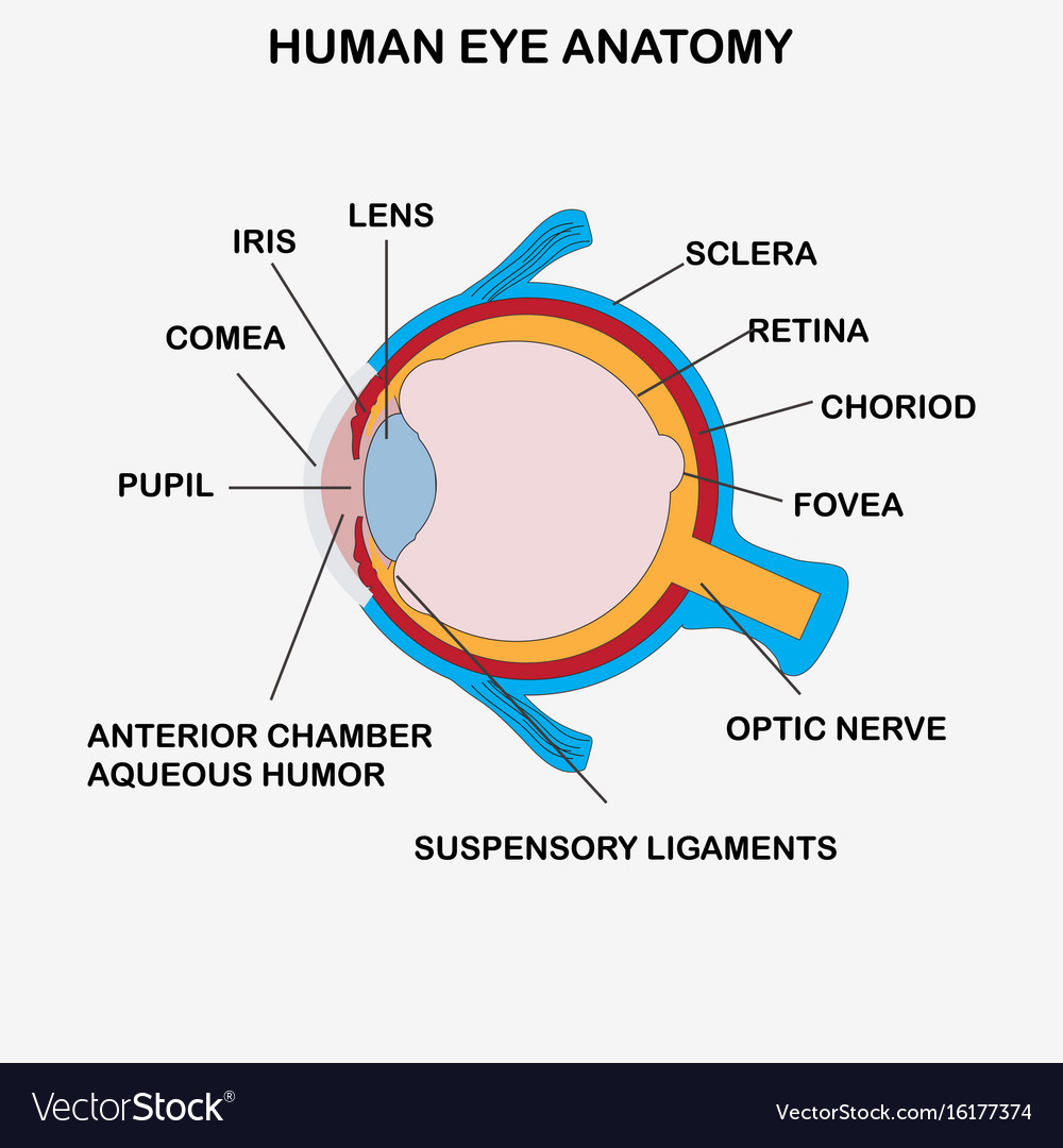 Human Eye Diagram Human Eye Diagram Pdf Wiring Diagram
