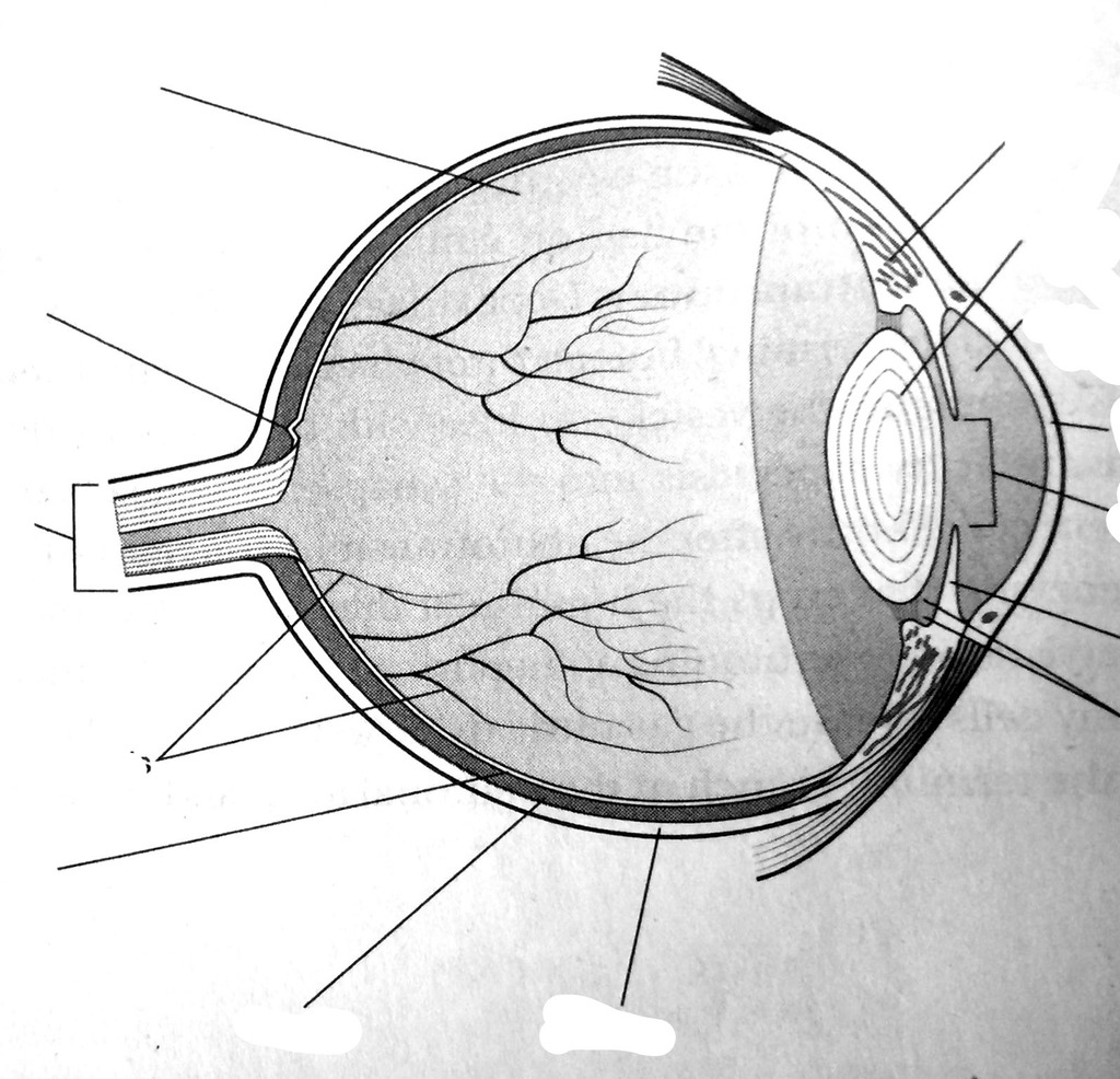 Human Eye Diagram Human Eye Diagram Quizlet