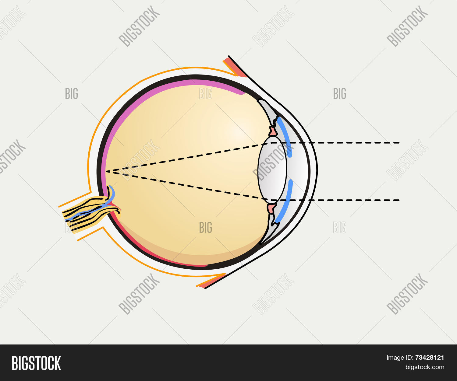 Human Eye Diagram Human Eye Diagram Vector Photo Free Trial Bigstock