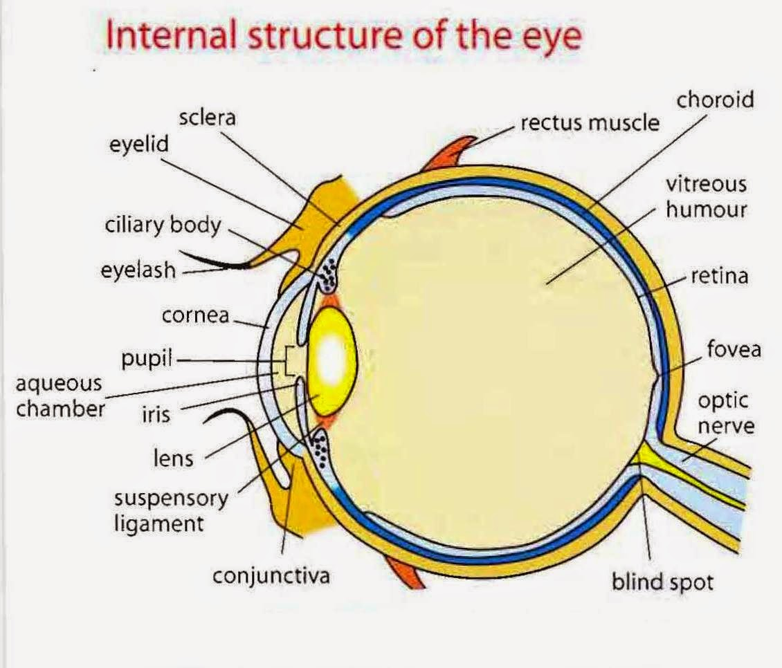 Human Eye Diagram Human Eye Structure Image Formation And Difference Between Rods