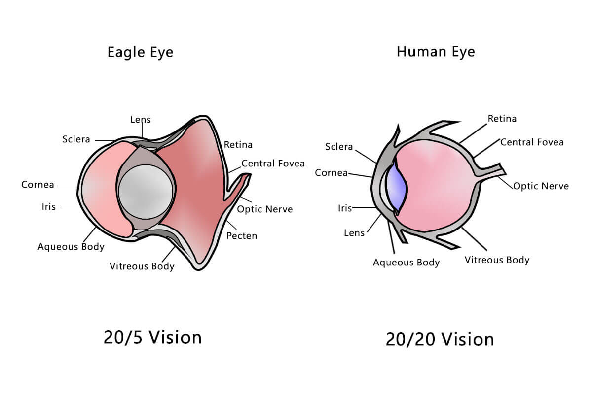 Human Eye Diagram Human Vision Vs Eagle Vision