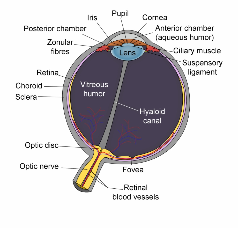 Human Eye Diagram Schematic Diagram Of The Human Eye En Edit Schematic Diagram Of