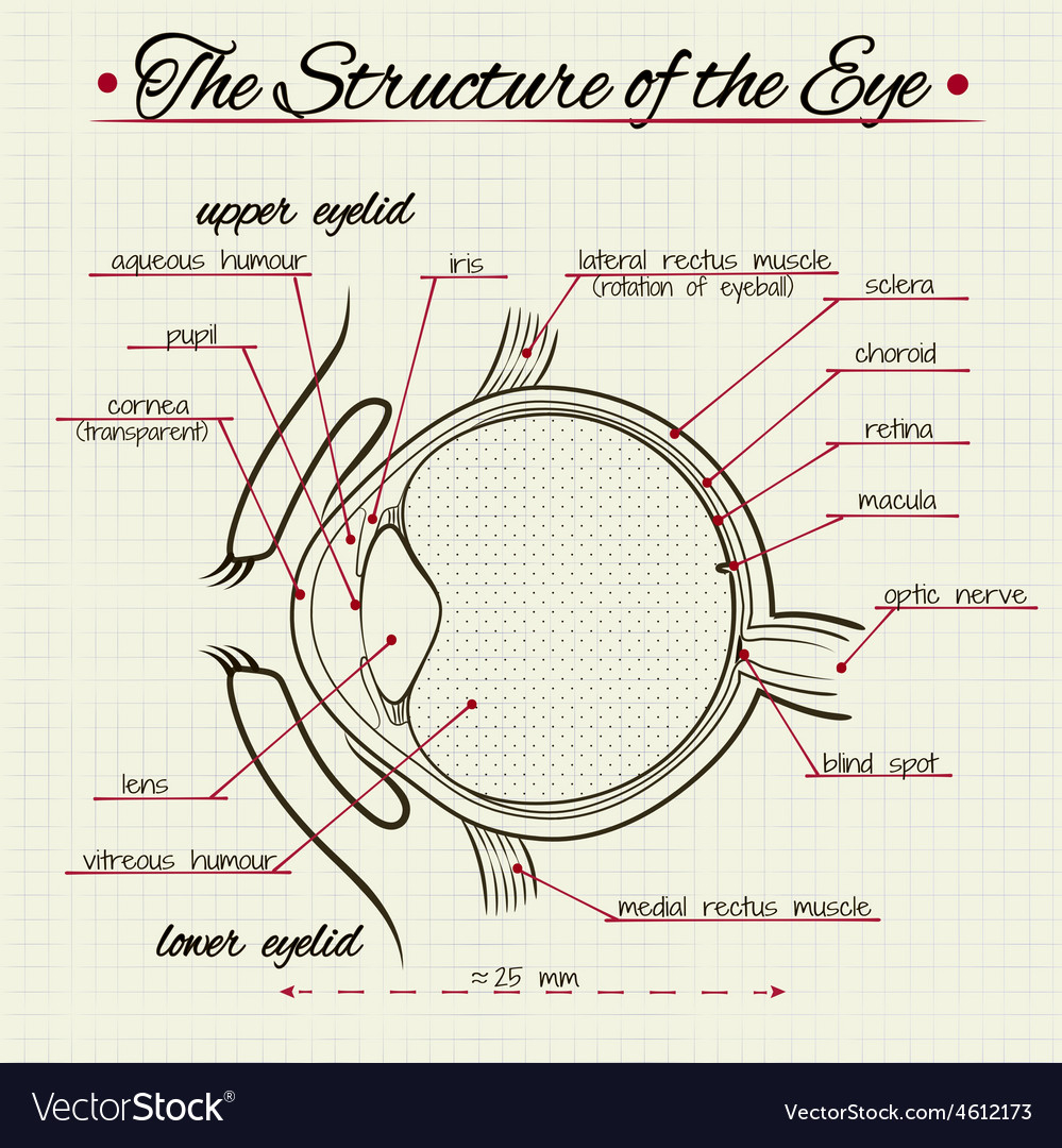 Human Eye Diagram Structure Of The Human Eye
