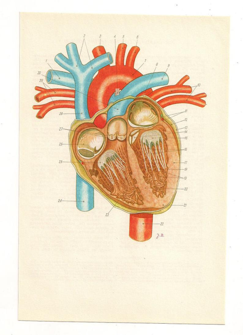 Human Heart Diagram Anatomically Correct Heart Human Heart Diagram Anatomy Anatomical Heart Anatomy Art Print Medical Student Gift Anatomic Heart