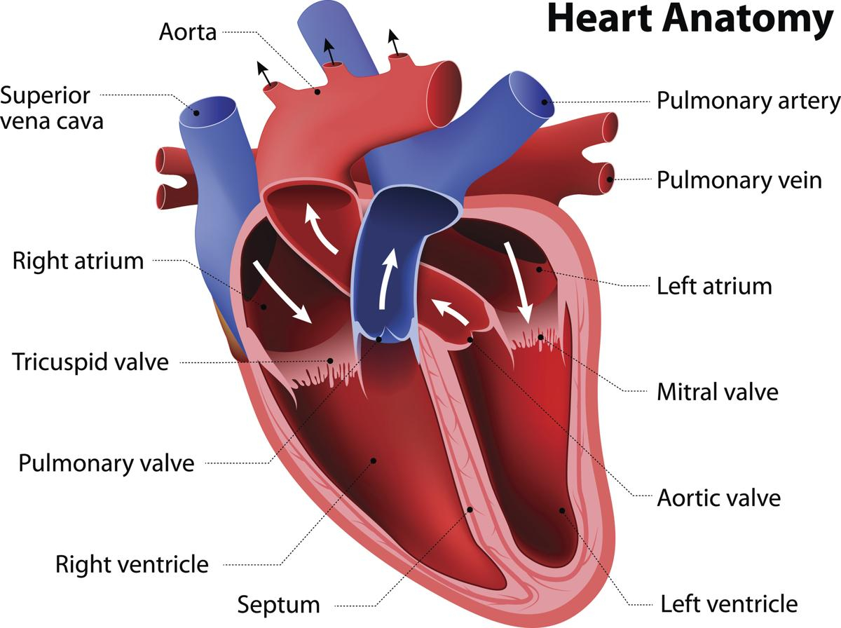Human Heart Diagram Anatomy Of The Human Heart