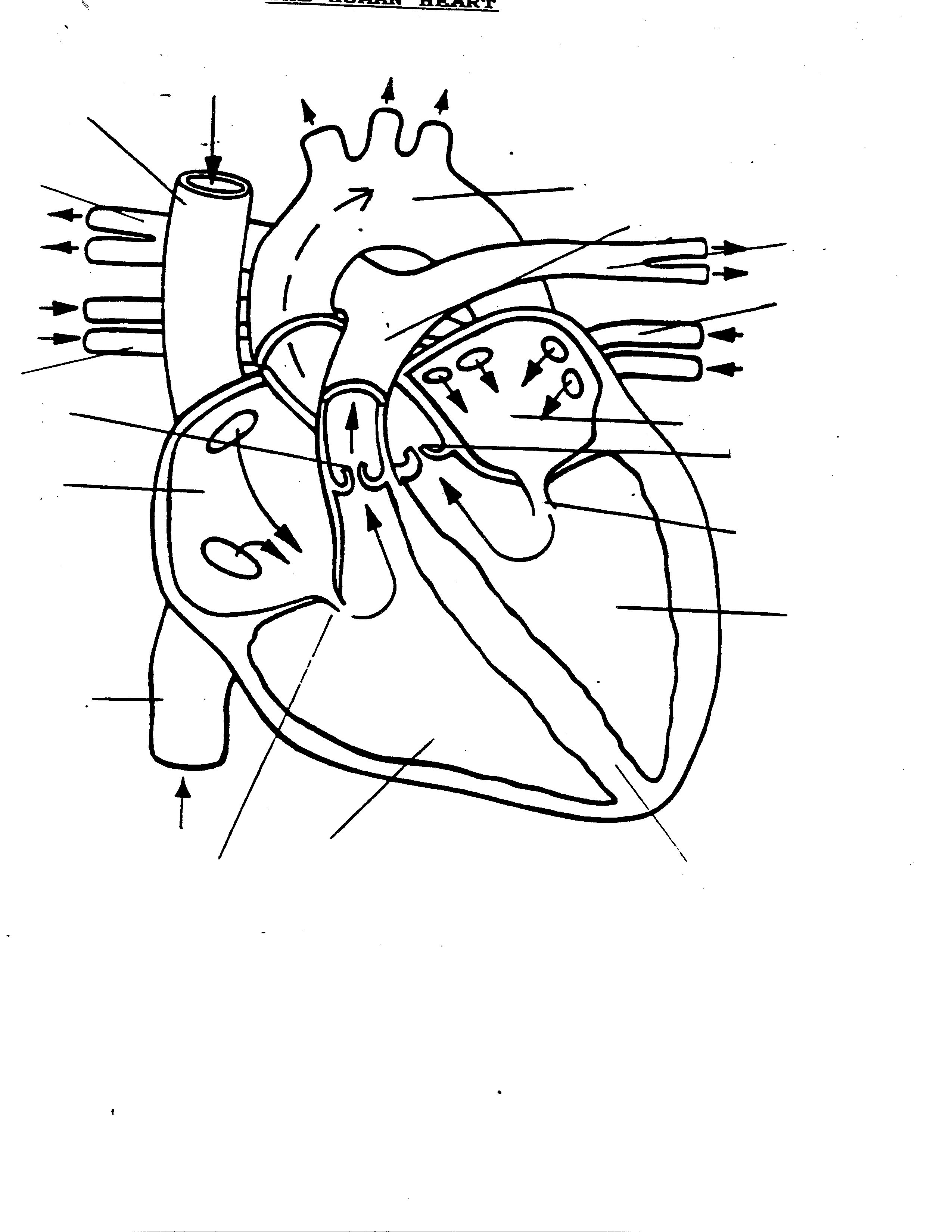 Human Heart Diagram Black And White Hart Diagram Human Heart Diagram Black And White