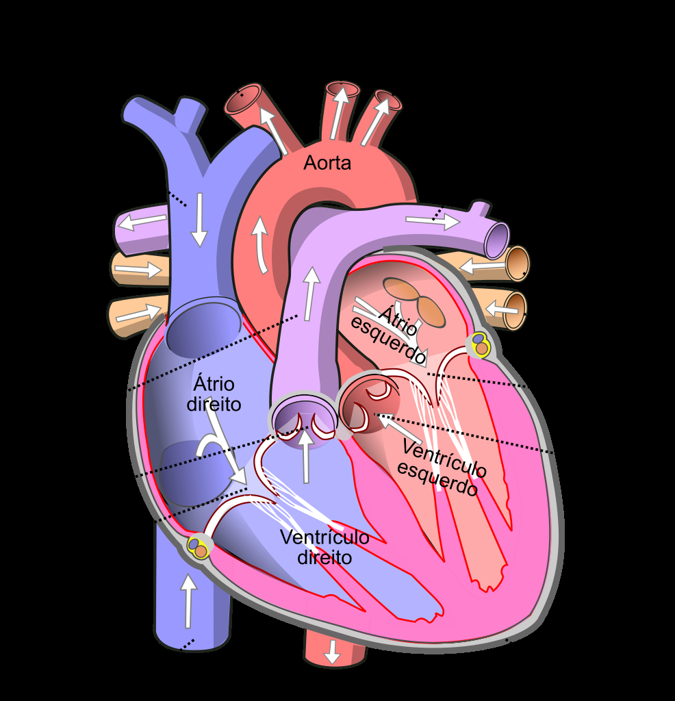 Human Heart Diagram Diagram Of The Human Heart Cropped Ptsvg