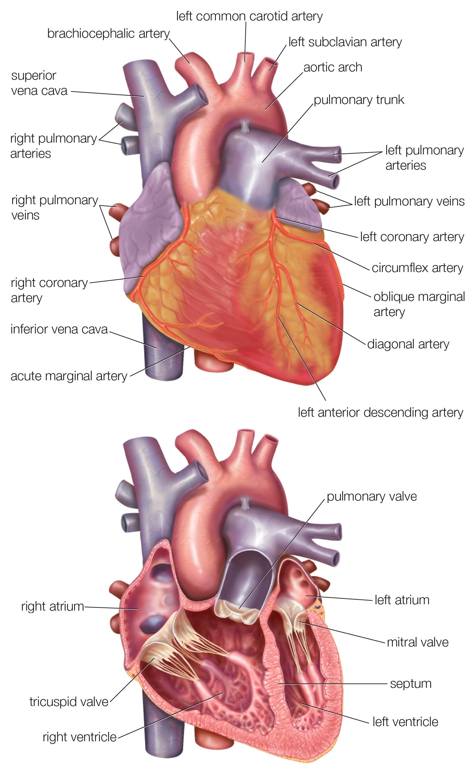 Human Heart Diagram Diagram Showing The Exterior And A Cross Section Of The Human Heart