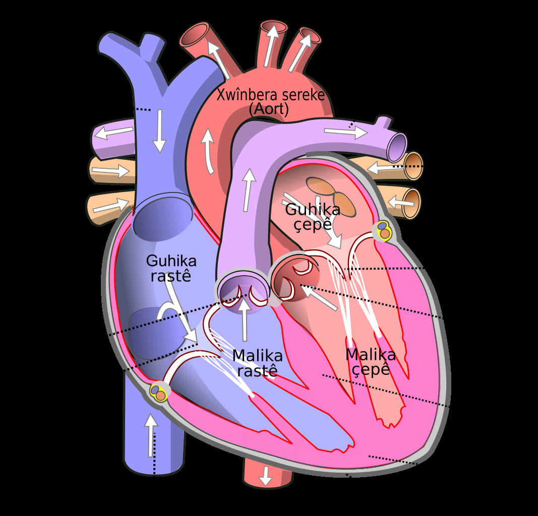 Human Heart Diagram Filediagram Of The Human Heart Cropped Kusvg Wikimedia Commons