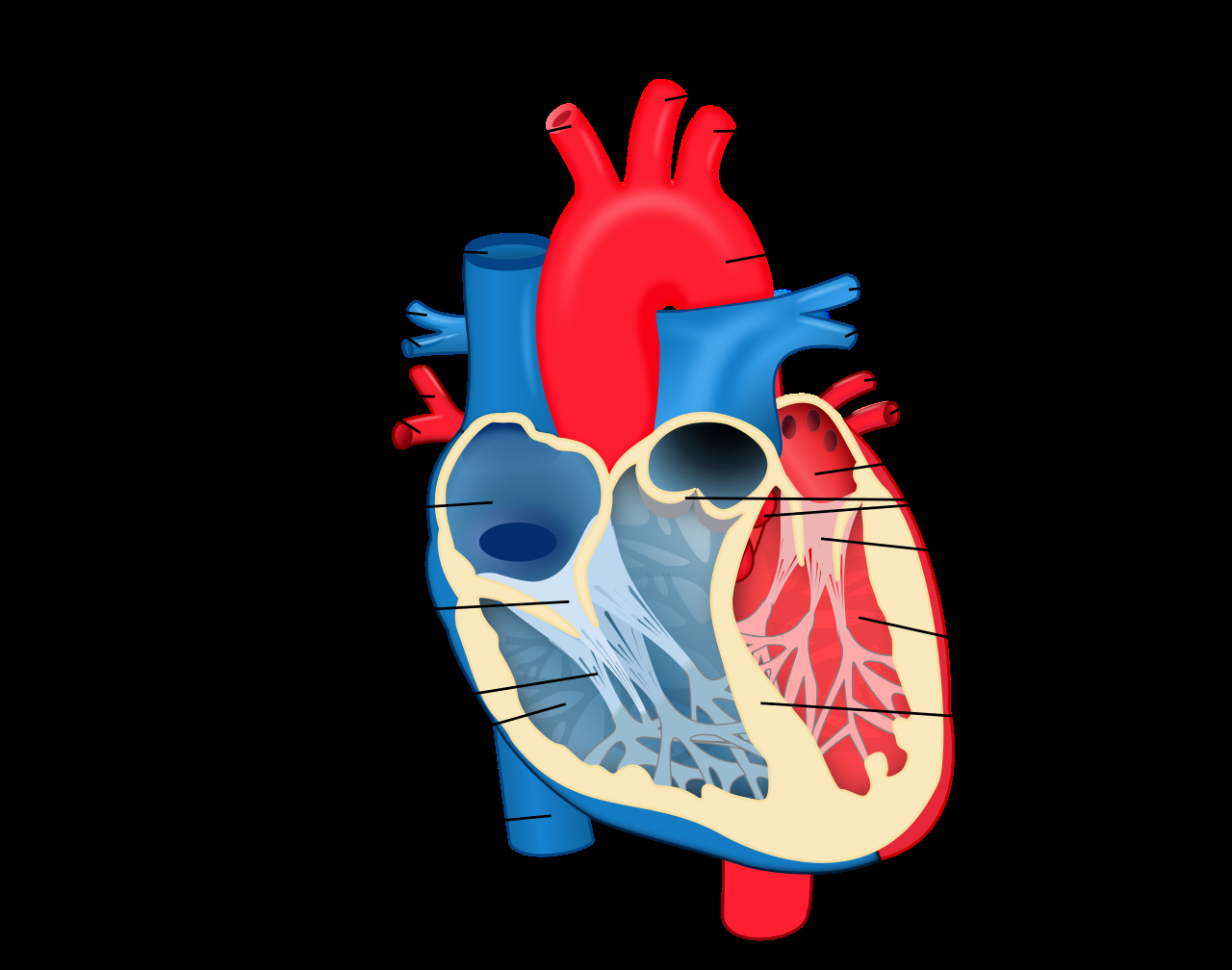 Human Heart Diagram Fileheart Diagram Ensvg Wikipedia