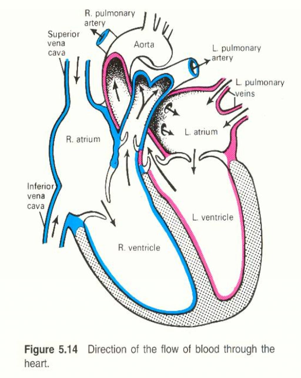 Human Heart Diagram Free Human Heart Sketch Diagram Download Free Clip Art Free Clip