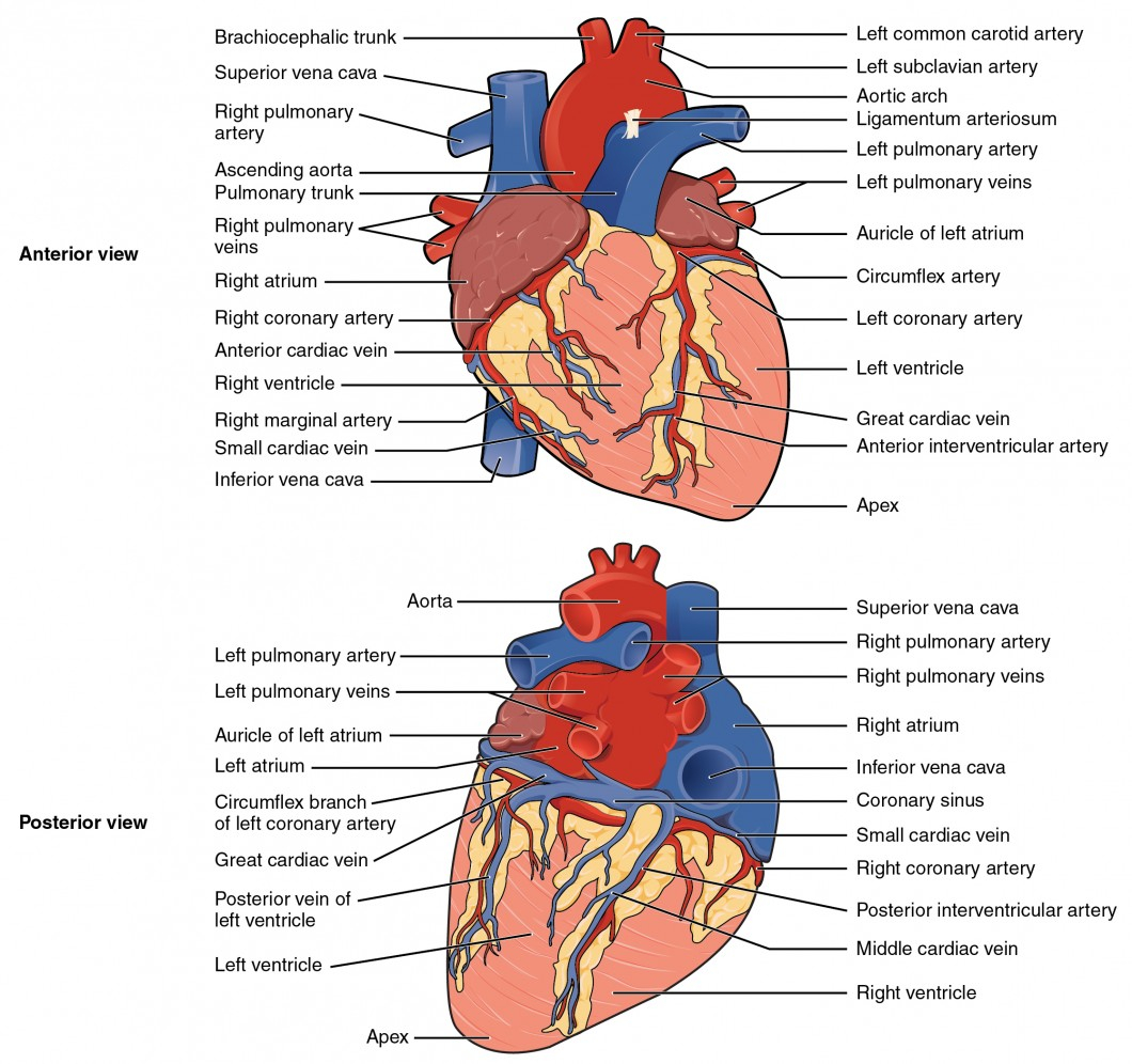 Human Heart Diagram Heart Anatomy Anatomy And Physiology