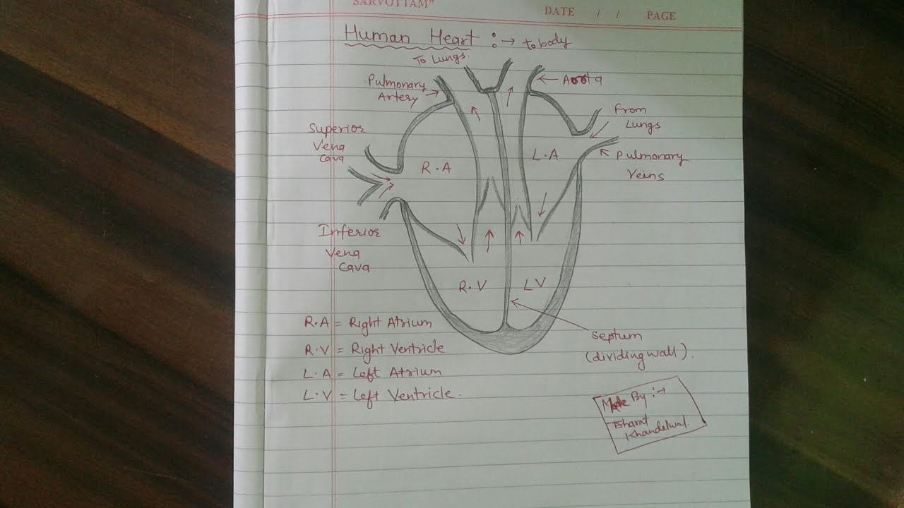 Human Heart Diagram How To Draw Human Heart Diagram