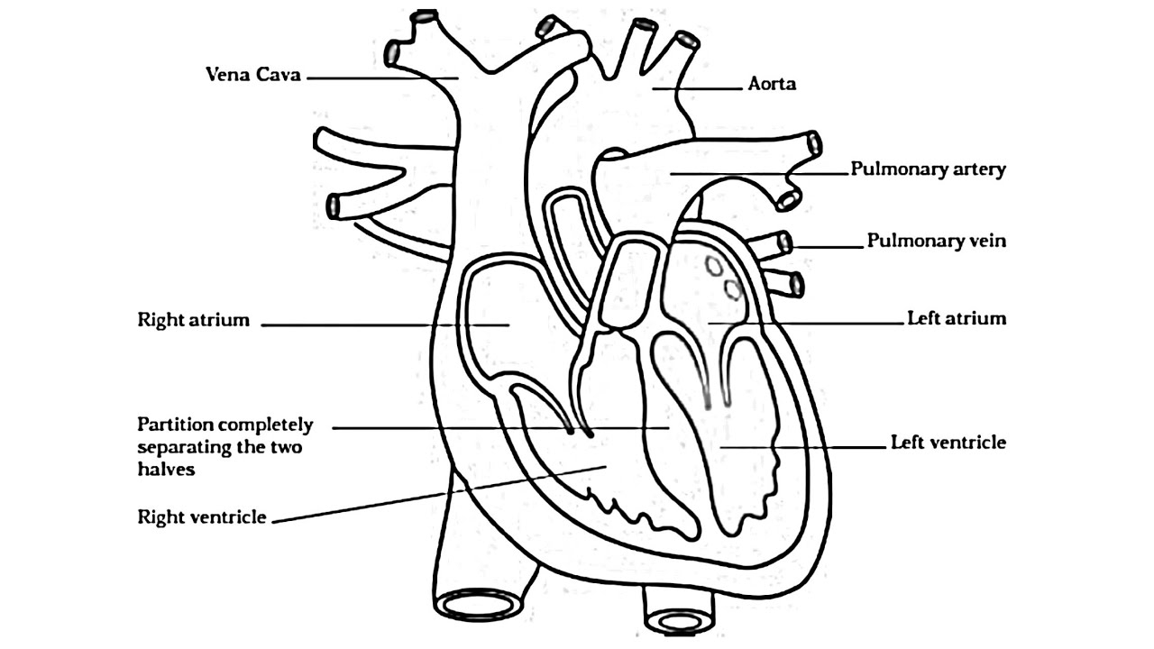 Human Heart Diagram How To Draw Human Heart Easilyhuman Hearthuman Heart Diagramlabelled Human Heartdraw Human Heart