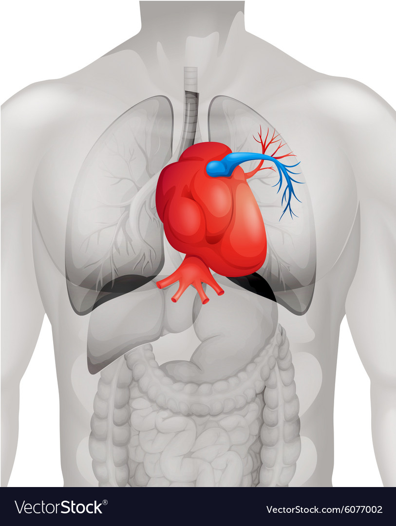Human Heart Diagram Human Heart Diagram In Detail