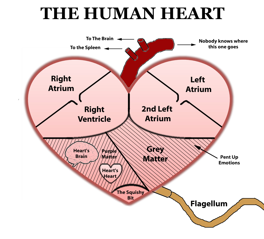 Human Heart Diagram Human Heart Diagram N2 Free Image