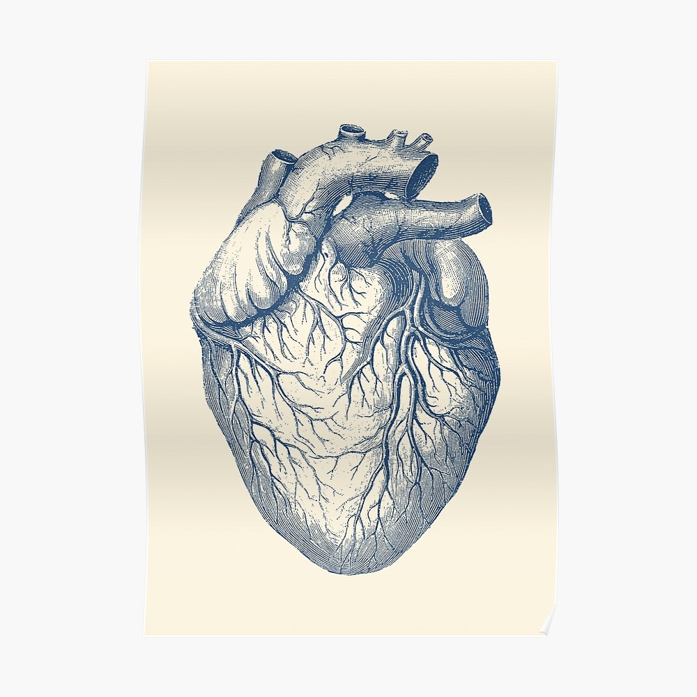 Human Heart Diagram Human Heart Vintage Medical Diagram Poster