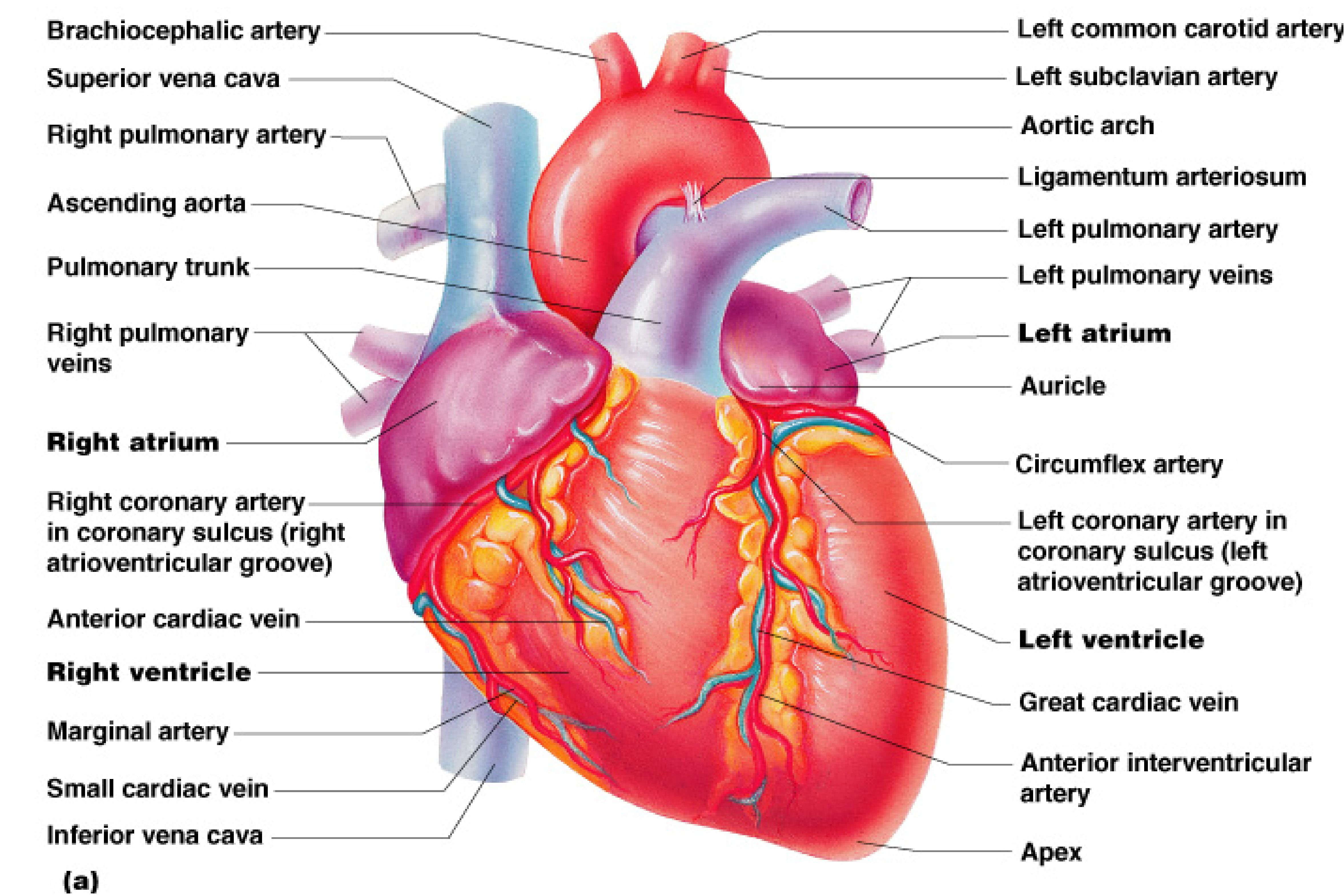 Human Heart Diagram Human Heart Wallpapers Wallpaper Cave