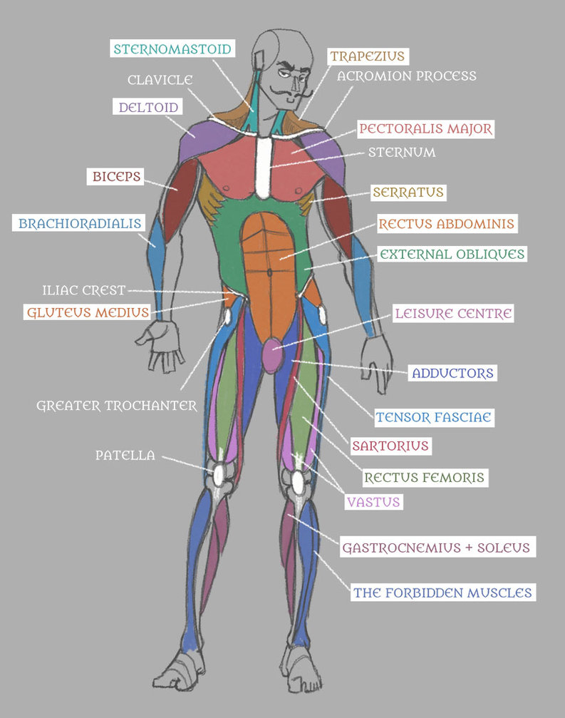 Human Muscle Diagram Coloring Human Anatomy Muscles With Labels Pseudolonewolf