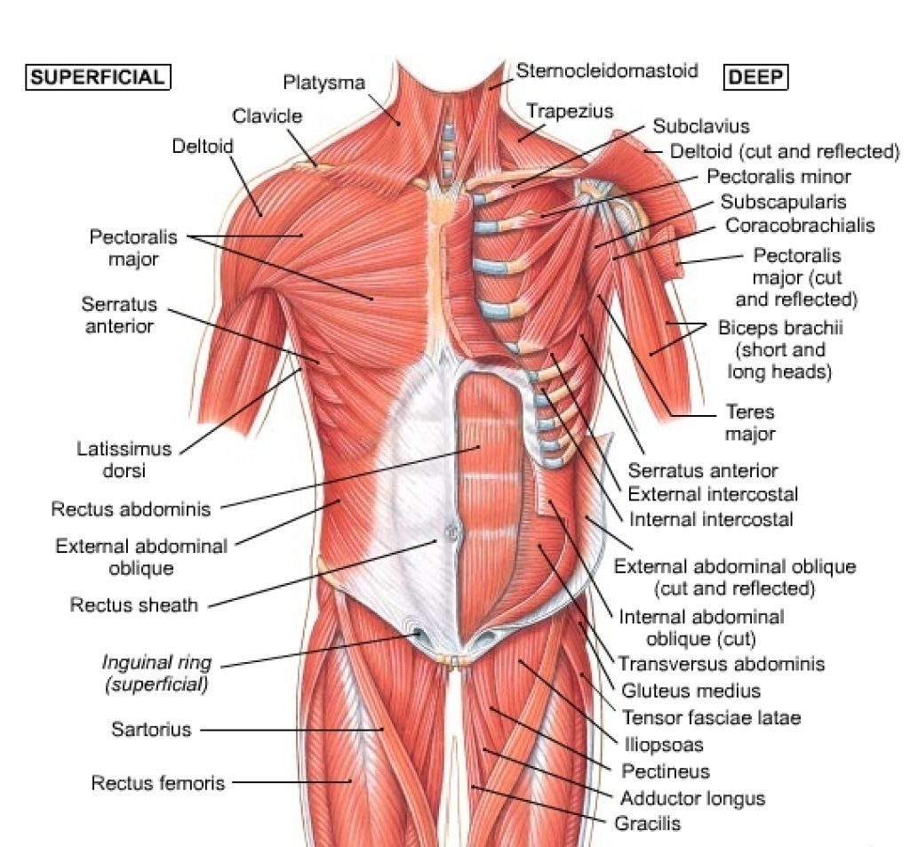 Human Muscle Diagram Coloring Human Muscles Coloring Chart Of Shoulder Chest Anatomy