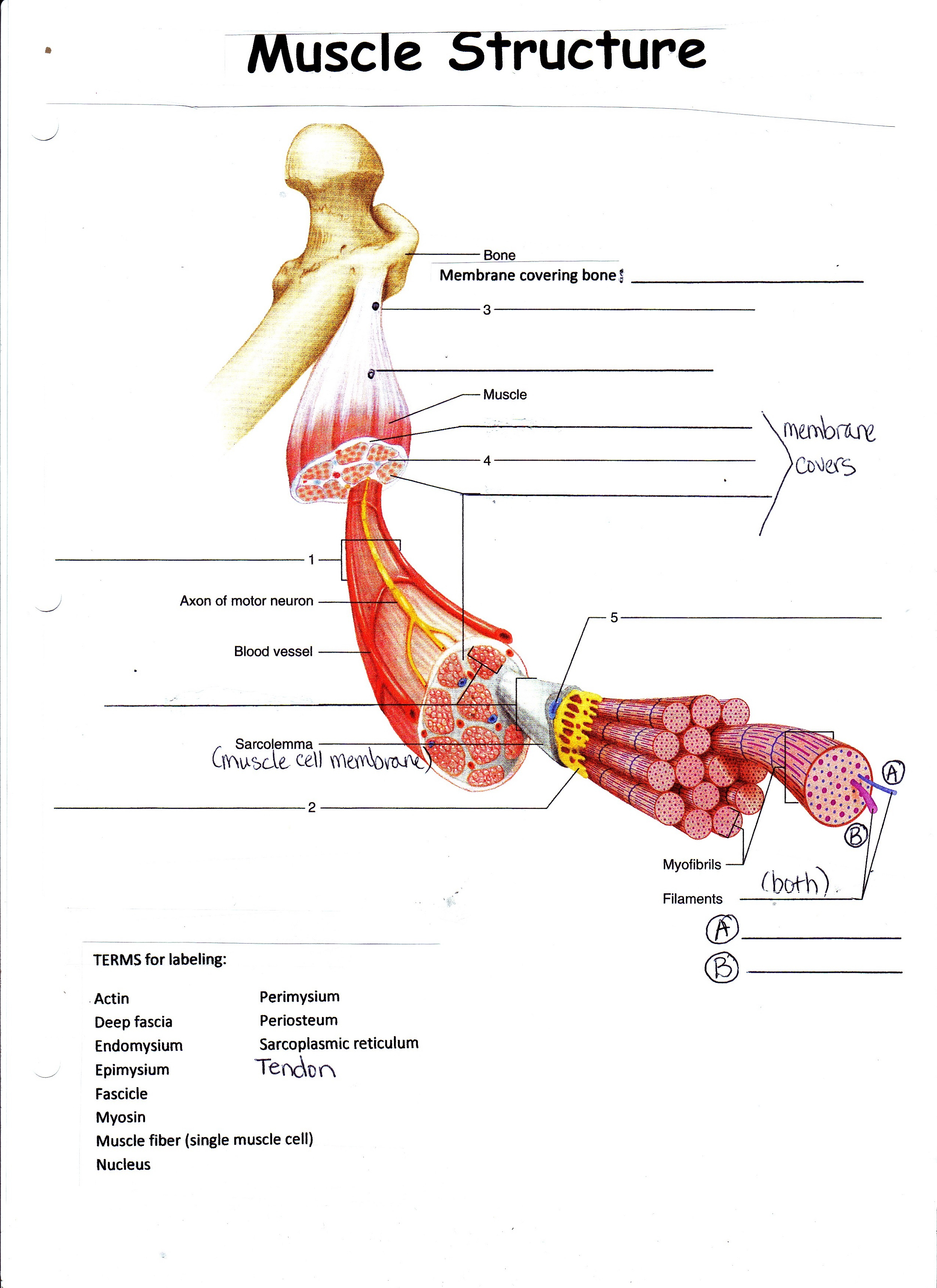 Human Muscle Diagram Complete Human Muscle Diagrams 2019 Printable Diagram