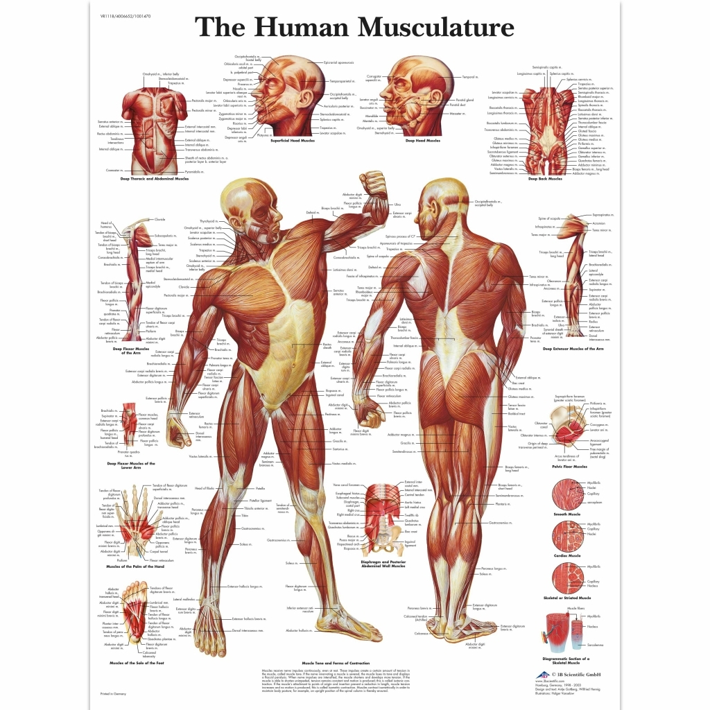 Human Muscle Diagram Detailed Human Anatomy