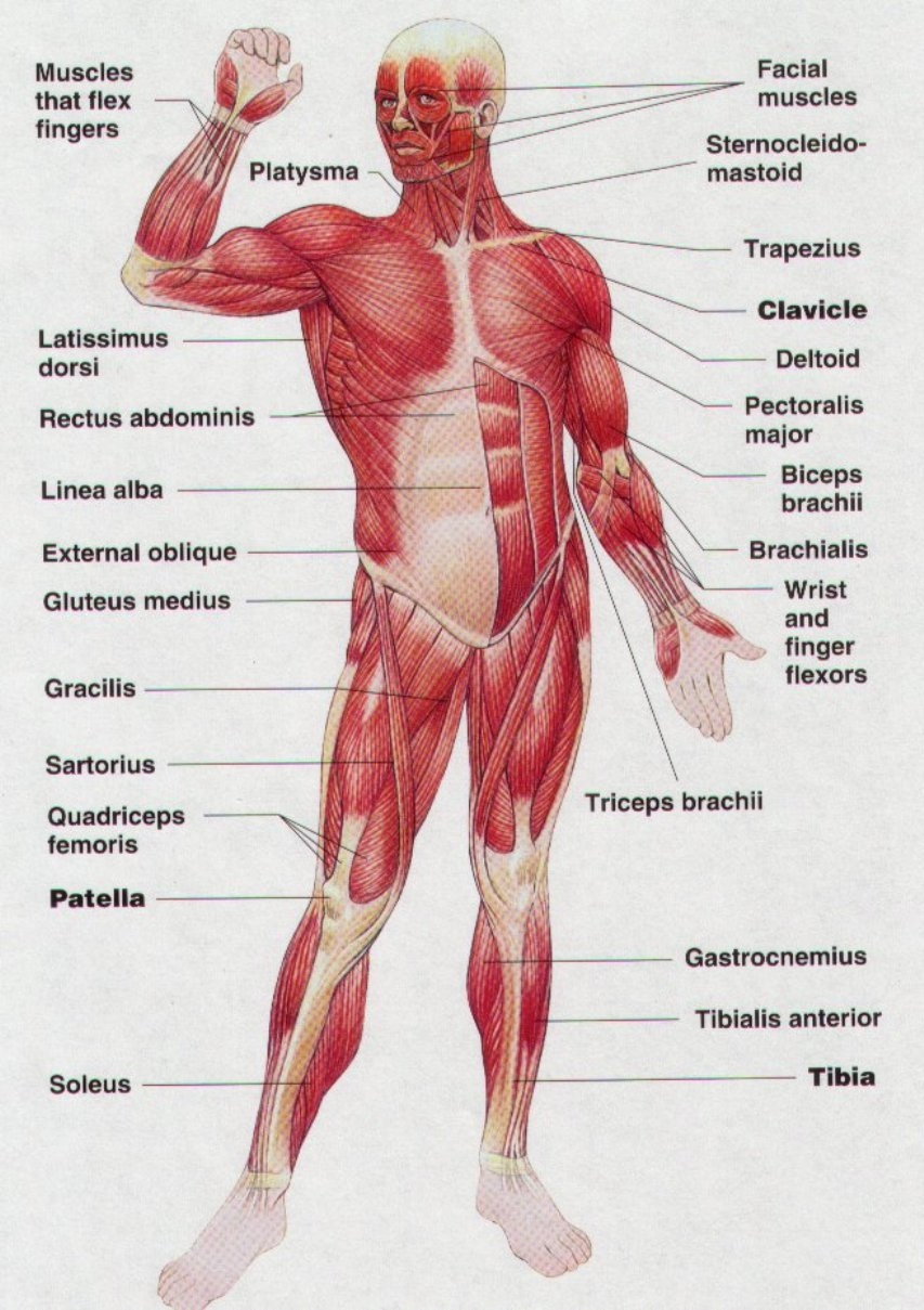 Human Muscle Diagram Diagram Anterior Muscle Body Human Muscle Diagram Anterior Muscular