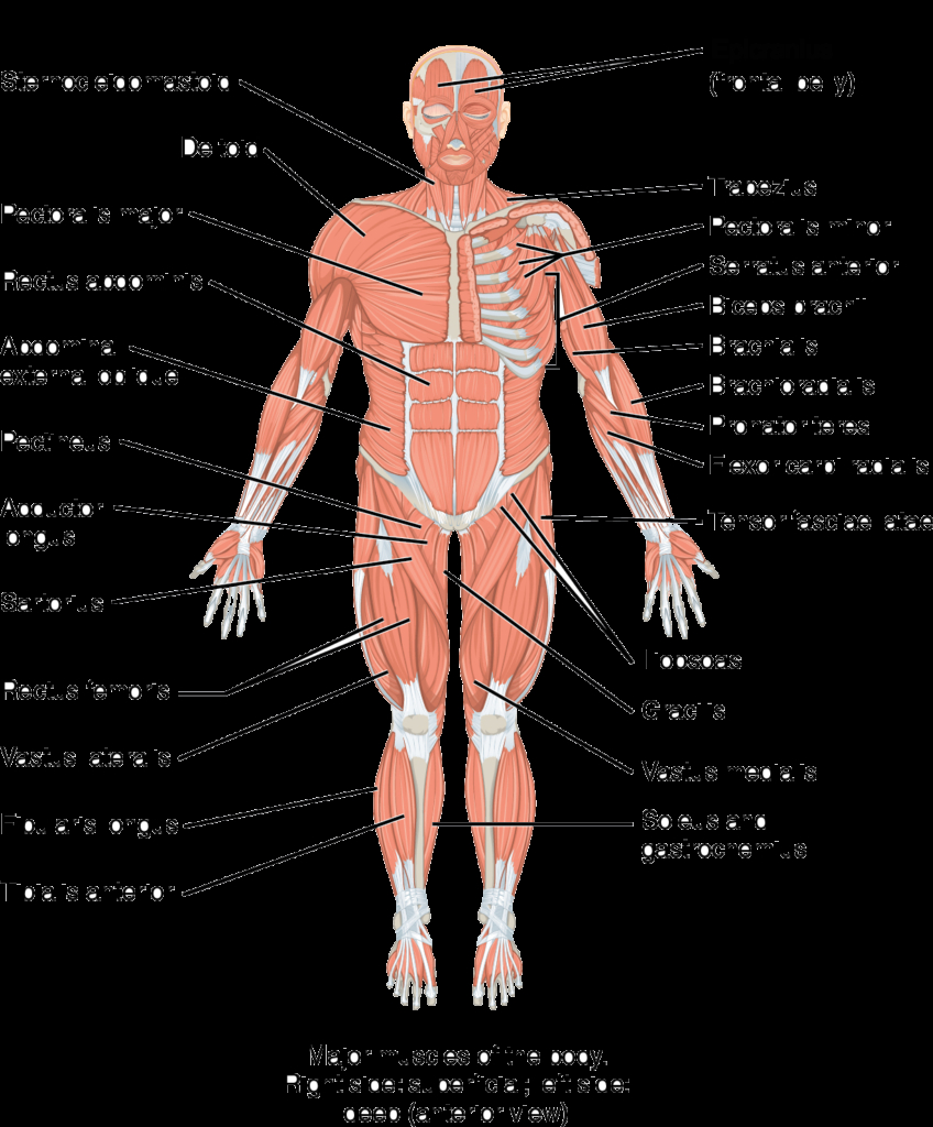 Human Muscle Diagram Diagram Labelled Of The Hip Muscles Anatomy Human Body Home Wiring