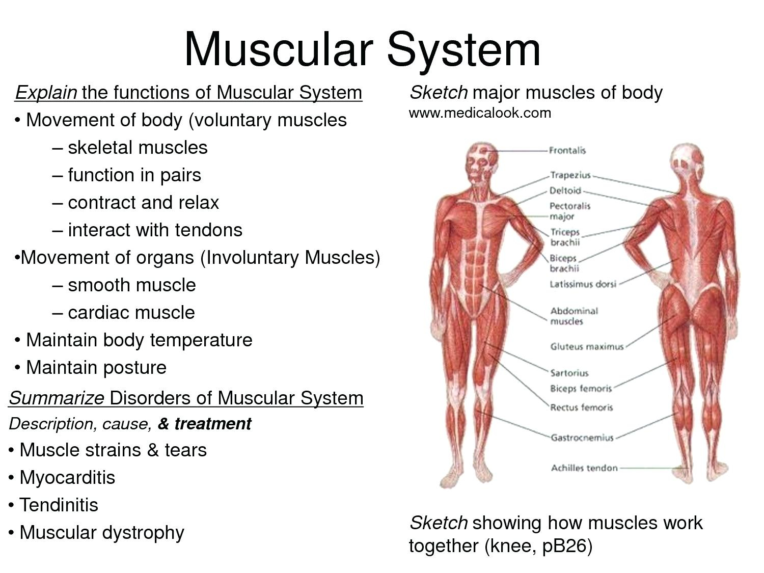 Human Muscle Diagram Diagrams Of Human Muscles Simple Muscles Diagram Printable Muscle