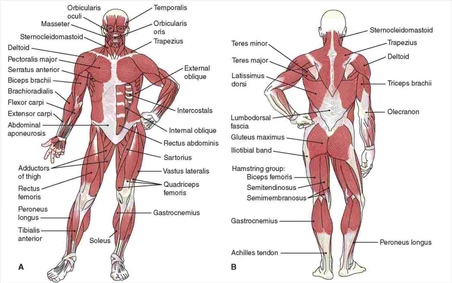Human Muscle Diagram Human Anatomy Back Muscles Diagram Labeled Diagram Of Anatomy
