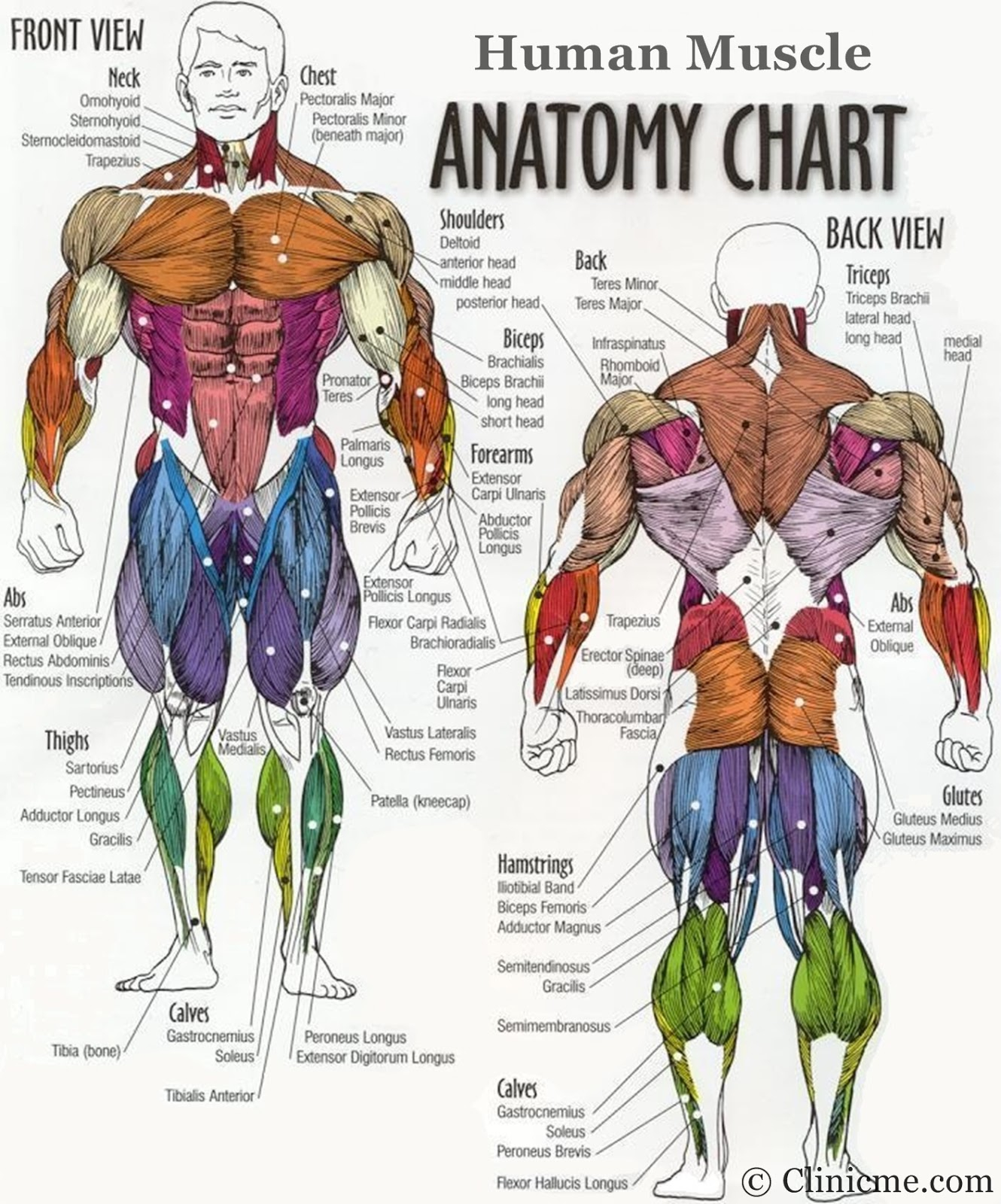 Human Muscle Diagram Human Body Clinicme